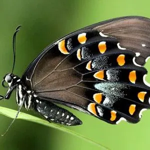 thumbnail for publication: Spicebush Swallowtail Papilio (Pterourus) troilus Linnaeus 1758 (Insecta: Lepidoptera: Papilionidae: Papilioninae)